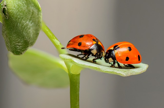 Los insectos | Secretaría de Cultura, Recreación y Deporte