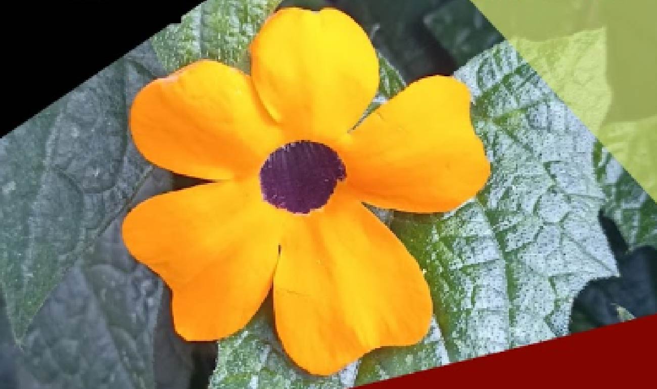 Primerísimo primer plano de una flor naranja cuyo centro es de color morado y se encuentra rodeada de hojas verdes oscuras.