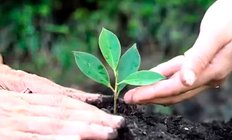 Foto en primer plano de dos manos sembrando una planta 