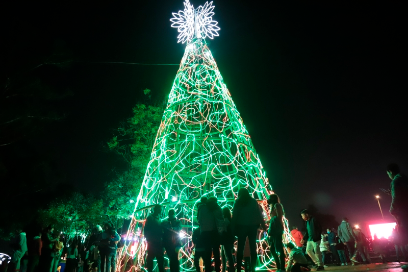 Árbol alumbrado de noche 