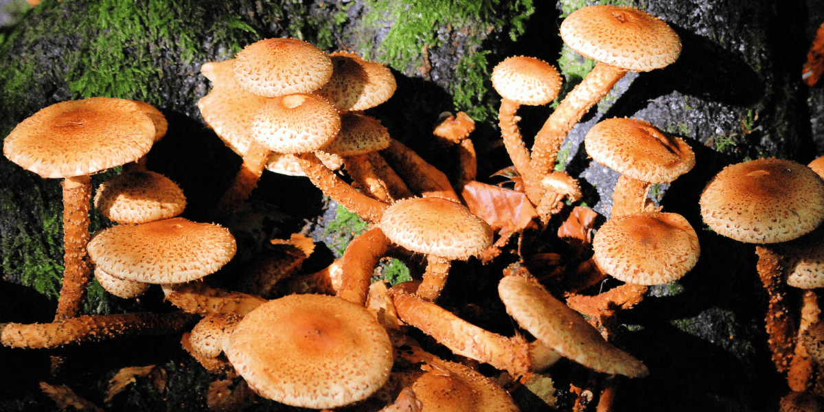 Fotografía de unos hongos en su habitat
