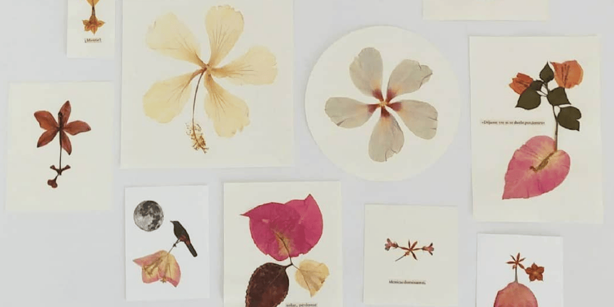 Fotografías de varias flores 