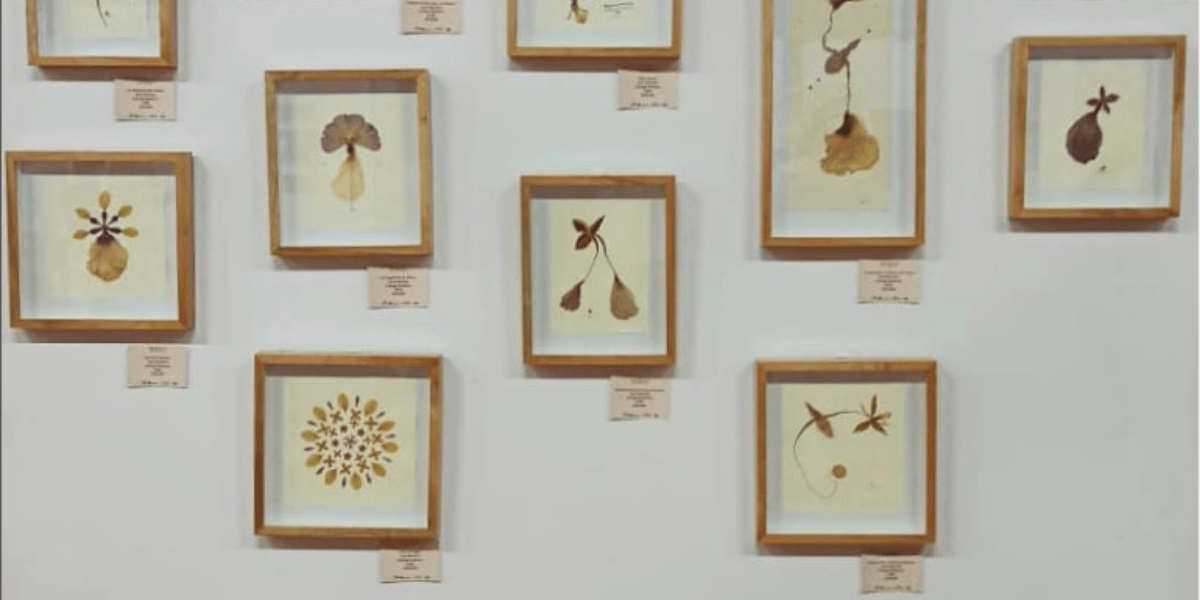 Fotografía de varios cuadros de flores secas en una pared 