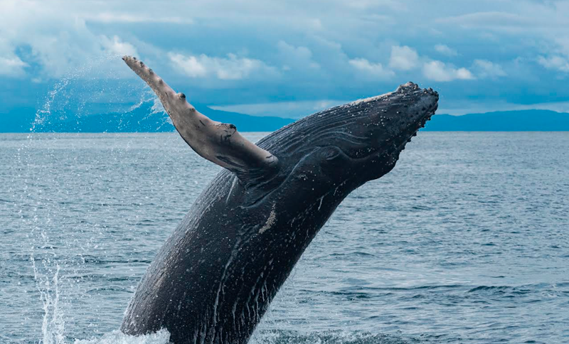 Arrullo Azul: Canto de ballenas y humanos