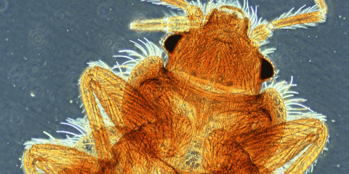 Foto microscópica de un bicho