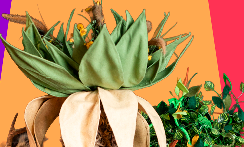 La profecía del Frailejón