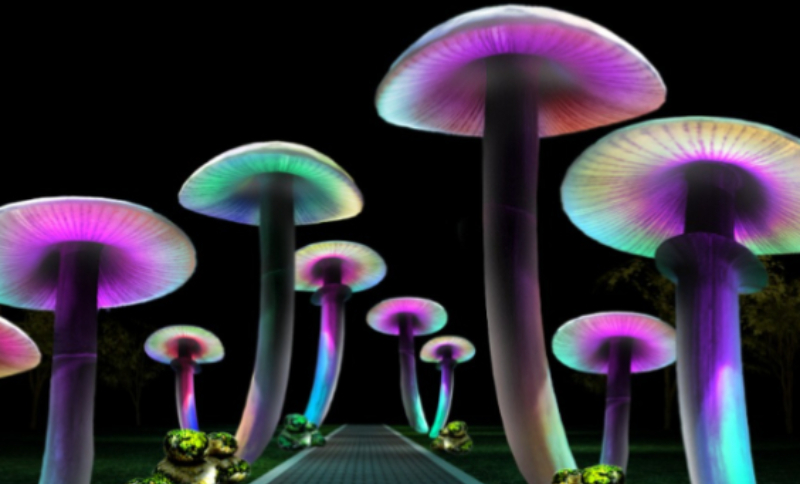 Grupo de hongos fluorescentes