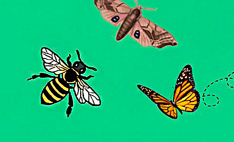Ilustración de mariposas y mosca