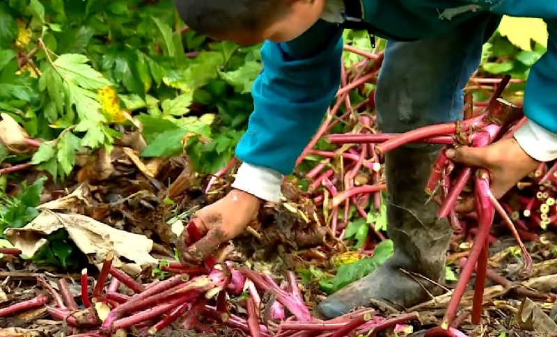 Niño recolectando tubérculo de la tierra