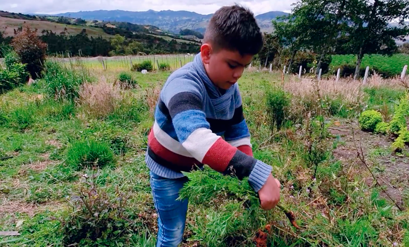 Niño recolectando alimento de una huerta