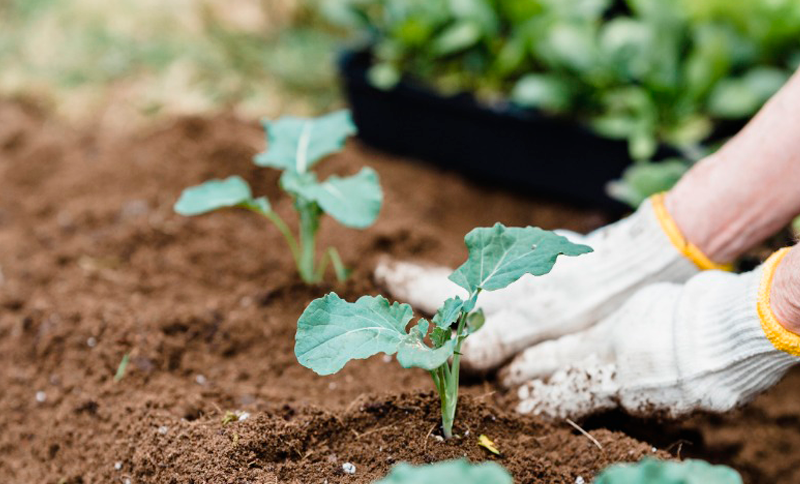 dos manos realizando una siembra de una planta