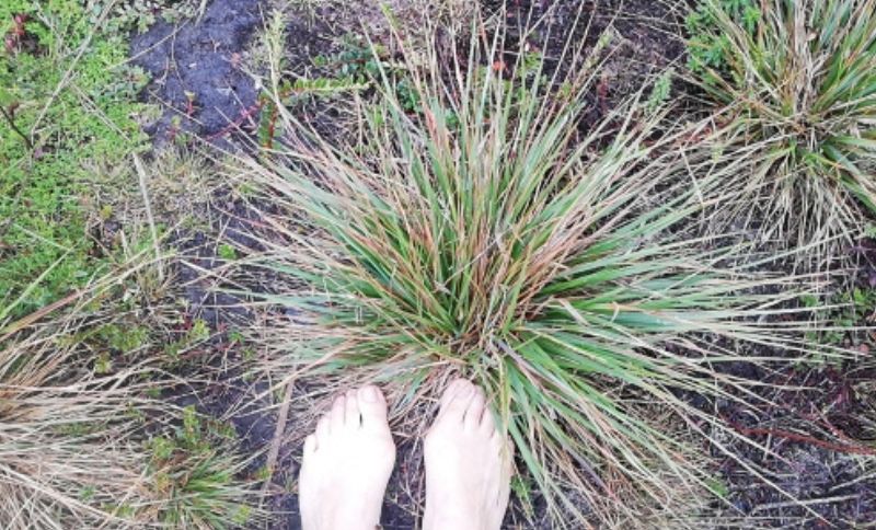 Pies sobre un campo verde