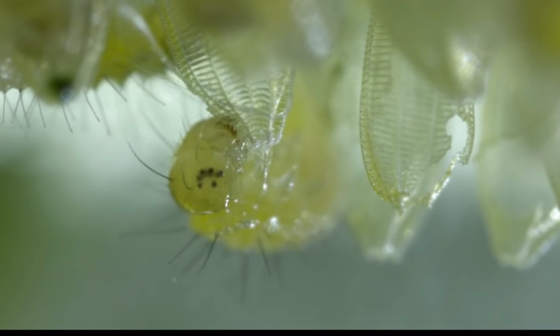 Animal en primer plano