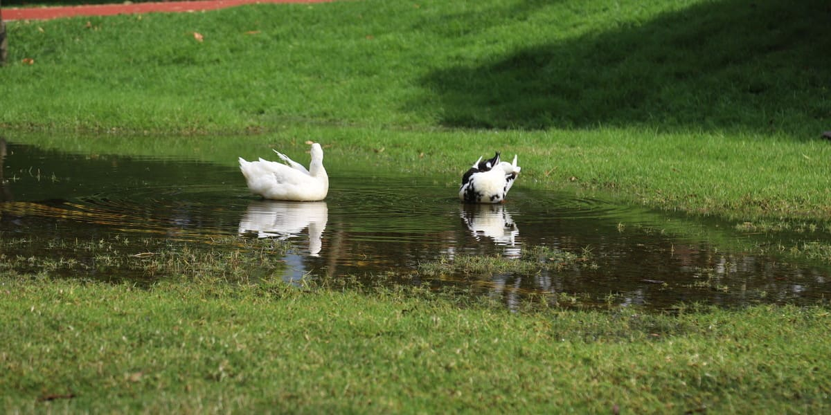Parque de los Novios