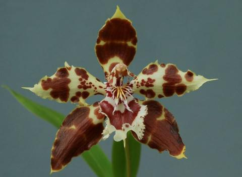 orquidea de Bogotá