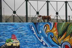 Mural sobre pista de skate.