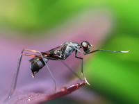 Una hormiga sobre una hoja