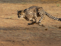 Leopardo. Foto: Pixabay.