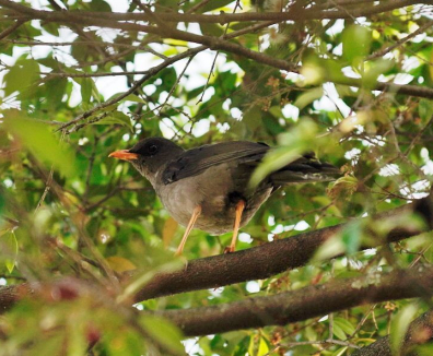 Festival Estereo Picnic