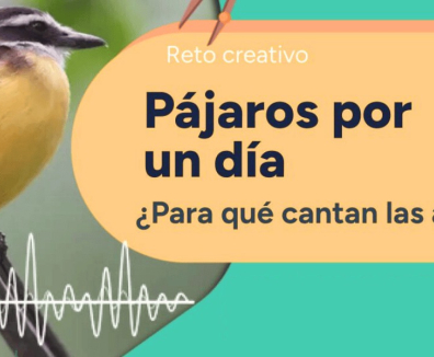 Afiche de pájaros.