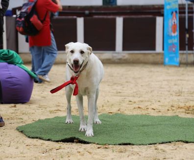 adopción de perros en CEFE CHAPINERO