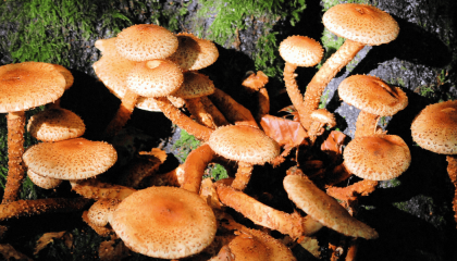 Fotografía de unos hongos en su habitat