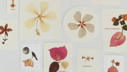 Fotografías de varias flores 