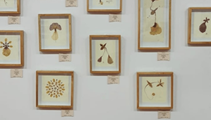 Fotografía de varios cuadros de flores secas en una pared 