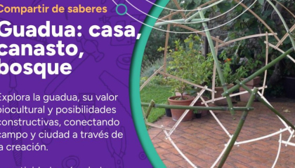 Afiche sobre Guadua.