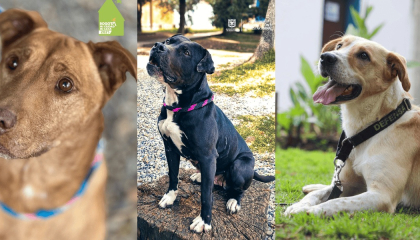 Imágenes de tres perros para adoptar