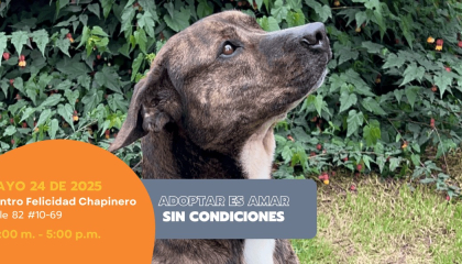 Afiche de la jornada de adopción.