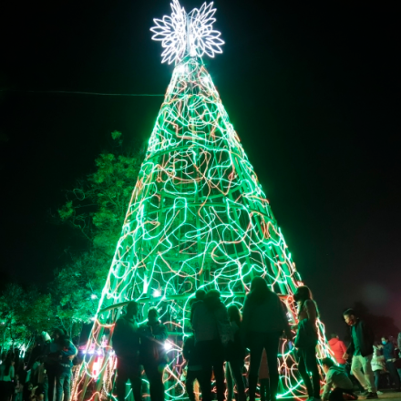 Árbol alumbrado de noche 