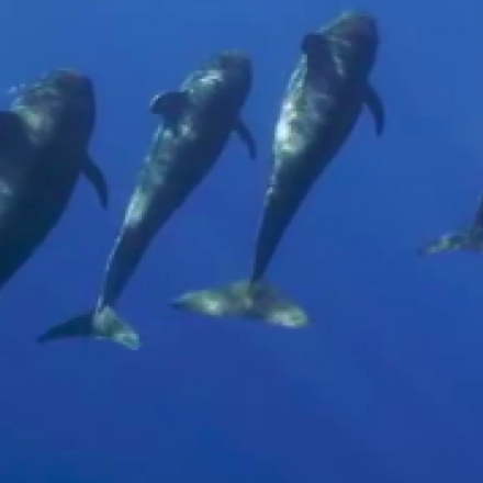 Delfines