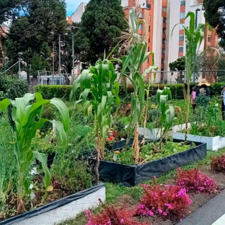 Árboles y compost más allá de nuestro territorio