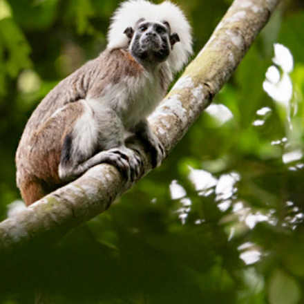 Primate subido en un árbol