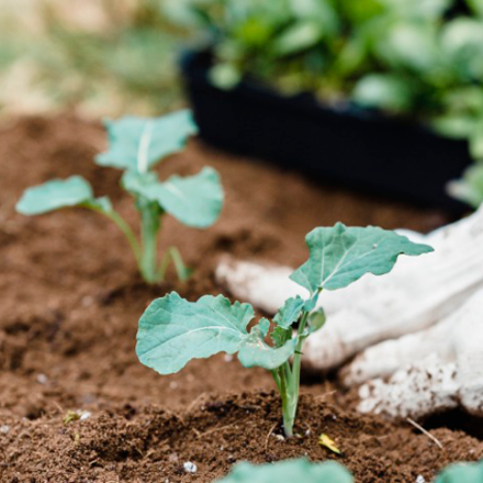 dos manos realizando una siembra de una planta