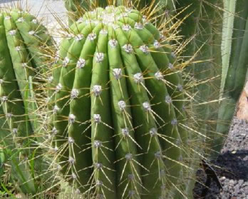 Los cactus