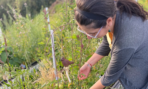 Un día en la huerta (Minga)