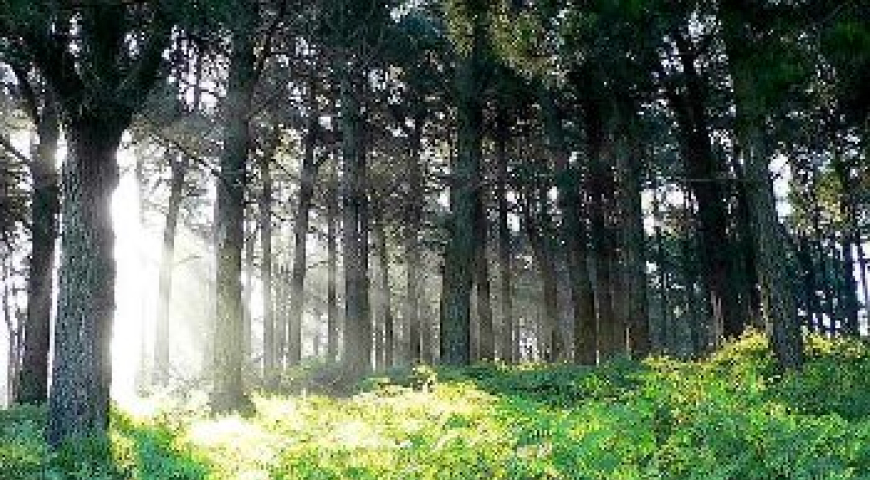 El bosque de los lamentos