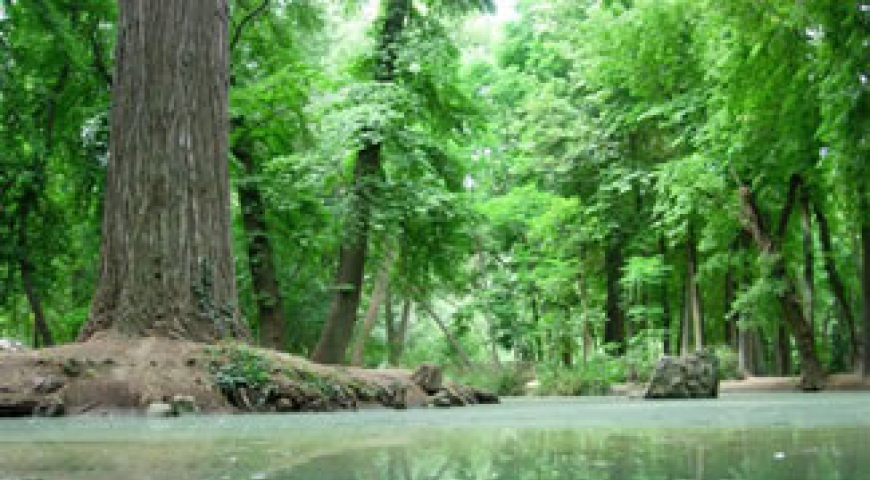 El pequeño bosque junto al mar