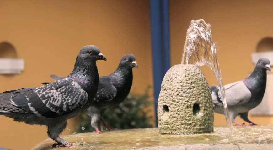 Nuestro Planeta y el Agua