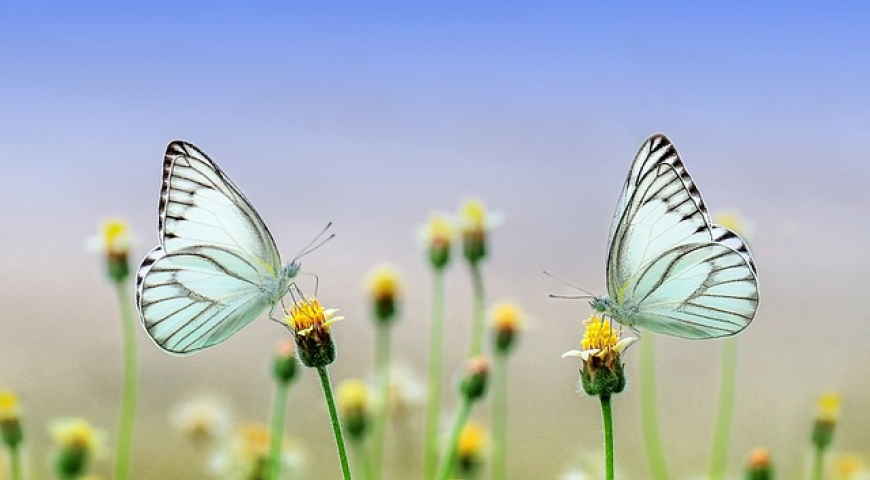 Mariposas. Foto: Pixabay.