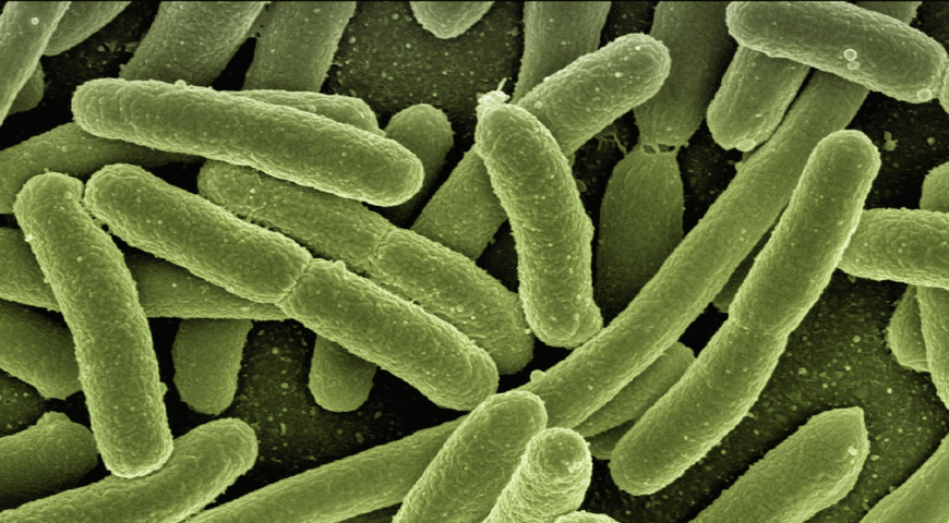 Bacteria E. Coli