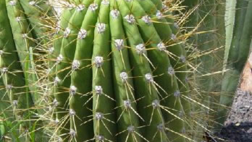 Los cactus | Secretara de Cultura, Recreacin y Deporte