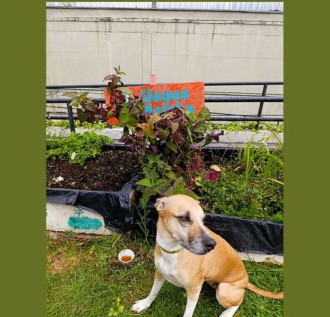 perro en huerta